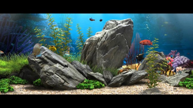 비디오 줌 배경 수족관 움직이는 물고기 벽지 무료 다운로드 1366x768 WallpaperTip