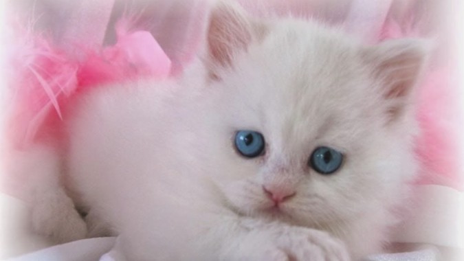 Baby White Blue Eye Cat 1366x768 Download Hd Wallpaper Wallpapertip