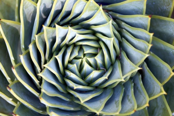 Echeveria, Succulent, Pot - Succulent Desktop Backgrounds - 6000x4000