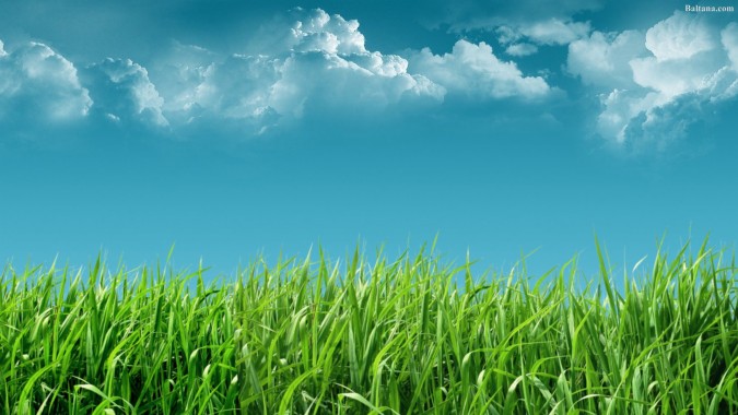 Grass Wallpapers, free Grass Wallpaper Download - WallpaperTip