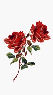 Featured image of post Tumblr Rosas Rojas Im genes gratis de rosas rojas