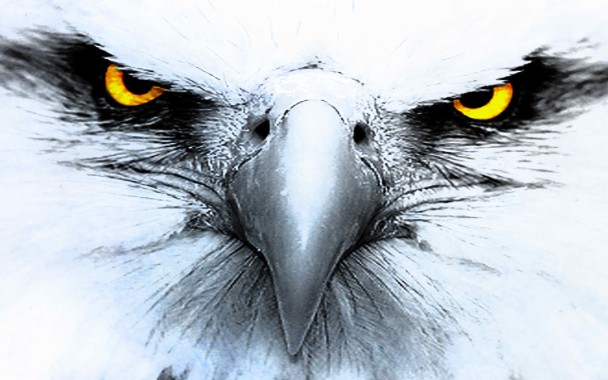 Hd Wallpaper High Resolution Eagle Hd 1680x1050 Download Hd