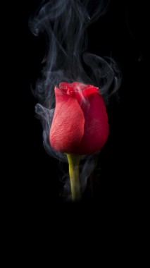 Rose Photography Black Background - 1080x1920 - Download HD Wallpaper ...