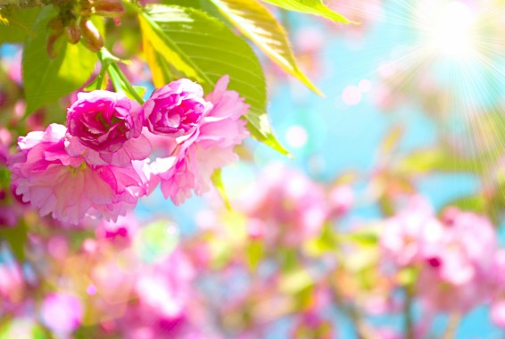 50 Free Spring Wallpaper Hd For Desktop Hd Desktop Wallpaper Spring 1920x1289 Download Hd Wallpaper Wallpapertip