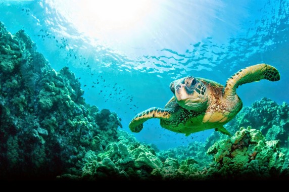 Baby Turtle Swimming - Baby Sea Turtle Underwater - 1280x1024 ...