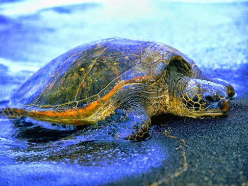 Beautiful Hawaiian Green Sea Turtle - World Sea Turtle Day 2020 ...