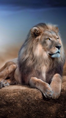 Lion Hd Wallpaper For Mobile Download