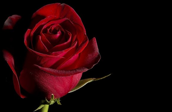 Red Rose Love Wallpaper Hd - Cute Rose - 800x521 - Download HD ...