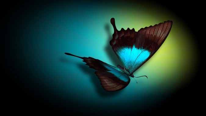 Download 3d Butterfly Wallpapers Free 3d Butterfly Wallpaper Download Wallpapertip