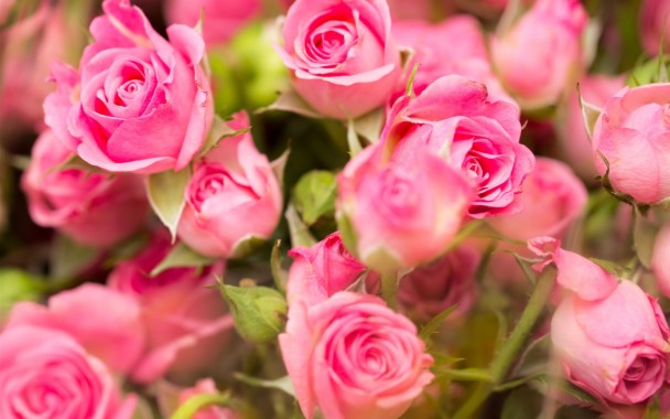 Beautiful Rose Flowers Wallpapers Free Download - Rose Beautiful Flower ...