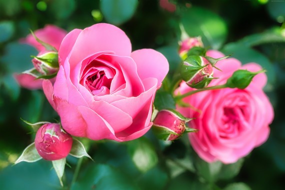 Pink Rose Wallpapers, free Pink Rose Wallpaper Download - WallpaperTip