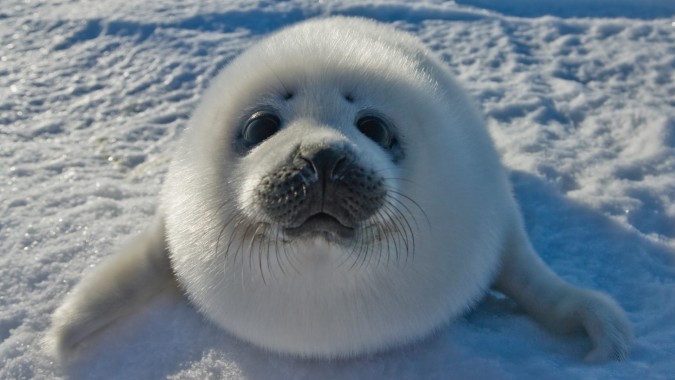 Cute Baby Seal Wallpaper Src Baby Seal Wallpaper - Communist Seal ...