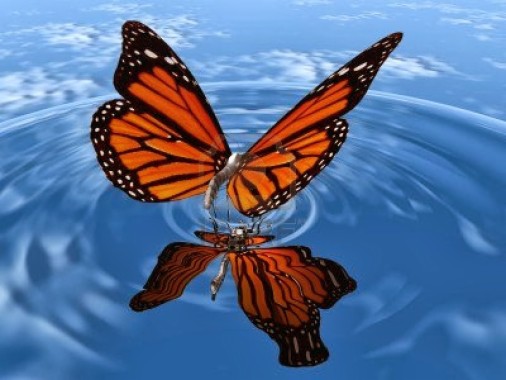 Download 3d Butterfly Live Wallpapers Free 3d Butterfly Live Wallpaper Download Wallpapertip