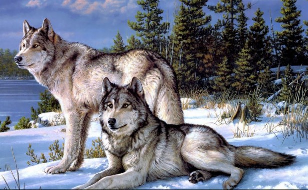 wolf hd wallpapers free wolf hd wallpaper download wallpapertip wolf hd wallpapers free wolf hd