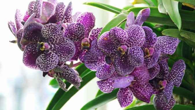 Hd Wallpaper Free Orchids - 1920x1080 - Download HD Wallpaper