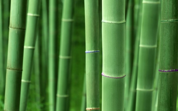 Green Bamboo Leaves Background - 1920x1080 - Download HD Wallpaper ...