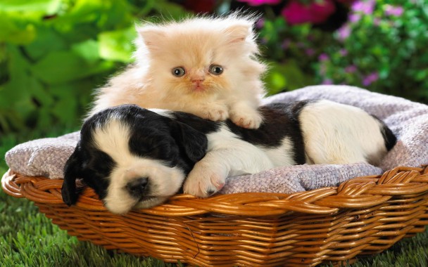 Dogs And Cats Wallpaper - Dogs - 1920x1080 - Download HD Wallpaper ...