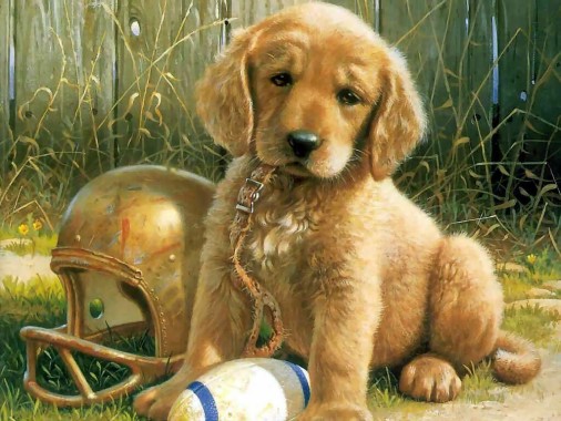 puppies cute wallpapers puppy with football helmet 1024x768 download hd wallpaper wallpapertip puppies cute wallpapers puppy with