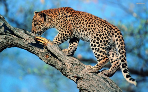 Leopard - Leopard Wallpaper Hd - 1920x1200 - Download HD Wallpaper ...