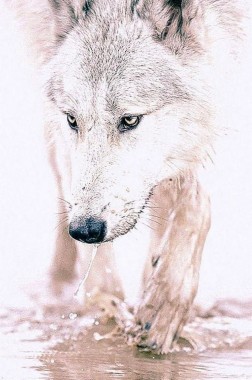 Featured image of post Wallpaper Wolf Keren Hd We hope you enjoy our growing collection of hd images to use as a background or home screen for your smartphone or computer