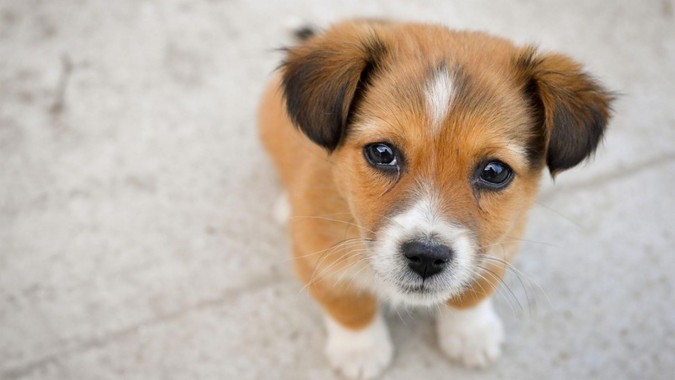 Puppy Desktop Wallpaper - 1920x1080 - Download HD Wallpaper - WallpaperTip