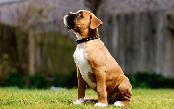 Boxer Cachorro Caracteristicas Perro 970x606 Download Hd Wallpaper Wallpapertip