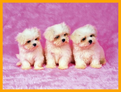Cute Baby Puppies Wallpaper Amazing Wallpapers Hd Wallpapers ...