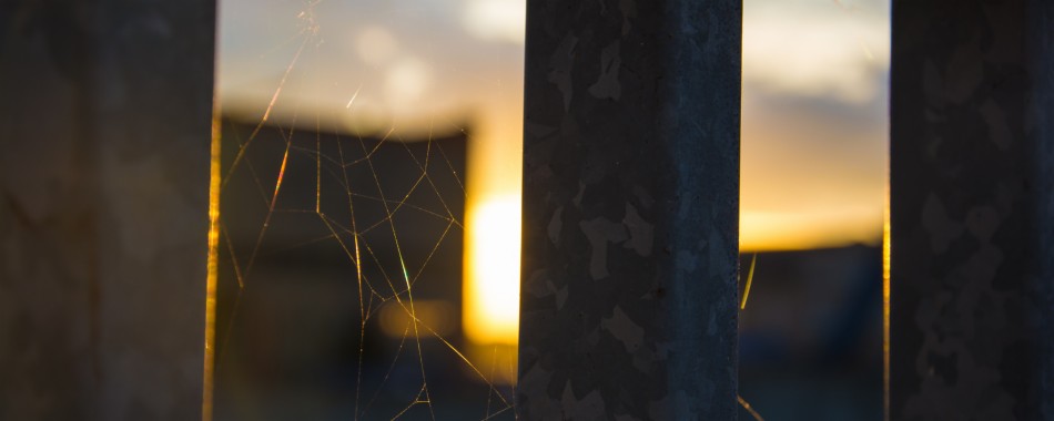 Wallpaper Spider Web In Window - Spider Web - 2560x1024 - Download HD