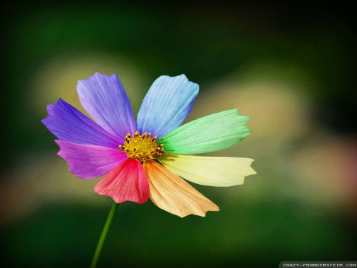 Lovely Flowers Wallpaper / Free Download Flowers Wallpaper Lovely