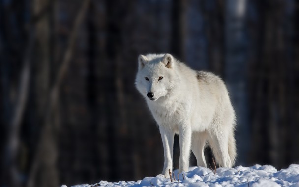 Wolf Hd Wallpapers 1080p - Wolf Laying In The Snow - 1920x1080 ...