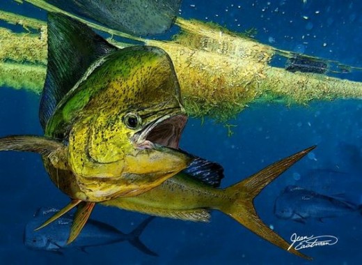 Mahi Mahi Painting - Mahi Mahi Tuna Wahoo - 900x746 - Download HD