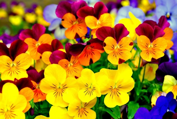  Warna warni 45 Juta Bunga Menghiasi Taman Bunga Ini 