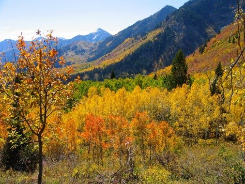 Colorado Aspen Tree - 1600x1200 - Download HD Wallpaper - WallpaperTip