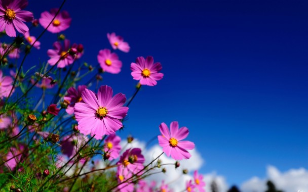 Featured image of post Desktop Wallpaper Full Screen Flowers : Choose one of the available sizes to fit to get the desktop background (wallpaper) click on the required resolution.