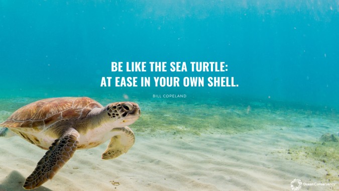 Desktop Background Sea Turtles - 1440x900 - Download HD Wallpaper ...