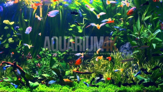 Download Wallpaper Aquarium 3d Bergerak Images Hewan Lucu Via Hewan Lucu Blogspot Com Image Num 42