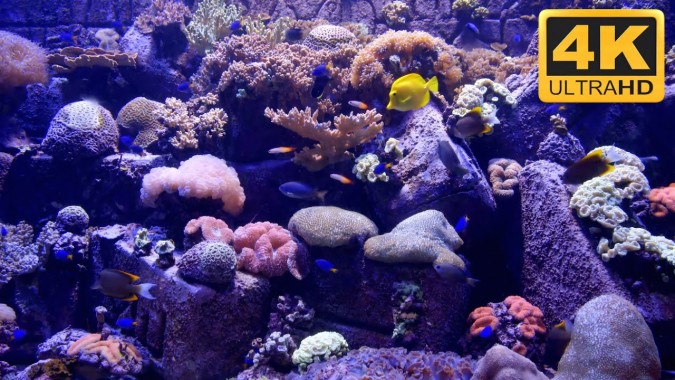 Download Home Downloads Vollversion Coral Reef Aquarium 3d Screensaver ...