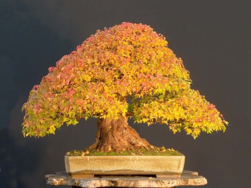 Get Bonsai Tree Wallpaper 4K Pictures