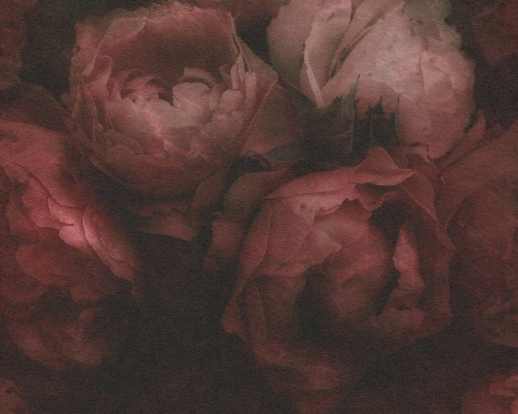 Blumen Pink 800x536 Download Hd Wallpaper Wallpapertip