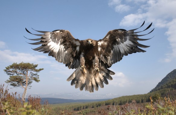 Golden Eagle Wallpaper In Resolution - Golden Eagle - 3840x2560 ...