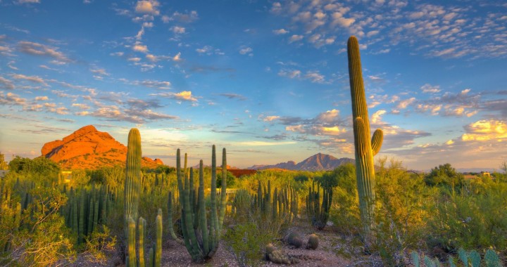 Phoenix Desert Botanical Garden - 4096x2160 - Download HD Wallpaper ...