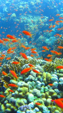 Coral Reef Underwater Marine Biology Coral Reef Coral Reef Wallpaper Iphone 1080x19 Download Hd Wallpaper Wallpapertip