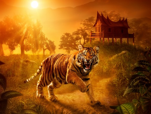 Tiger Wallpaper - Angry Tiger Tiger Hd - 800X600 - Download Hd