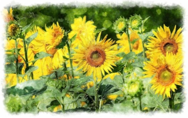 Sunflower Watercolor Painting - 643x402 - Download HD Wallpaper ...