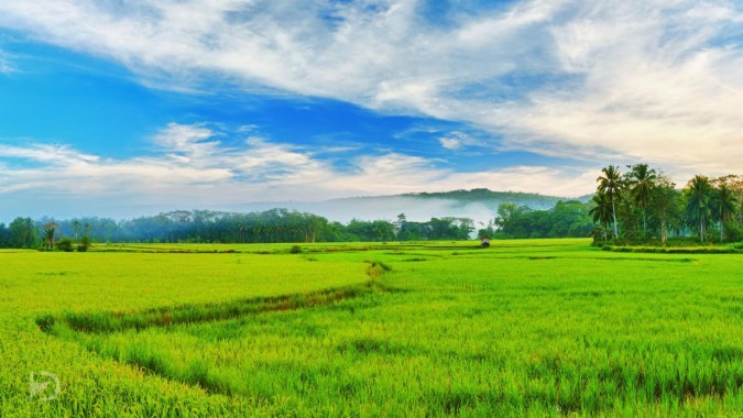 Kerala Paddy Fields Walking High Resolution Kerala Hd 800x450