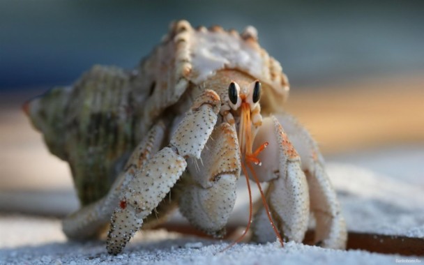 Arthropoda Animals Crab Crabs Wallpaper - Hermit Crab Claw Hd ...