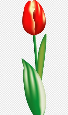 Tulip - 760x1280 - Download HD Wallpaper - WallpaperTip