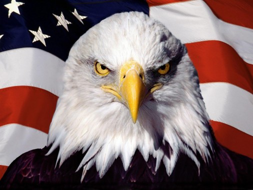 American Bald Eagle Desktop Wallpapers Top Free American - Bald Eagle ...