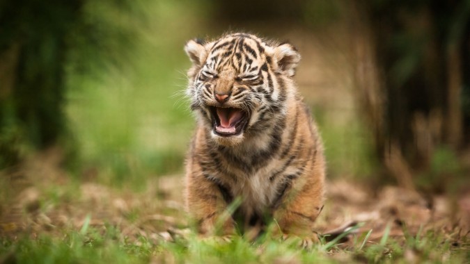 Susses Baby Weisser Tiger Baby Fotos Hintergrundbilder 2560x1600 Wallpapertip