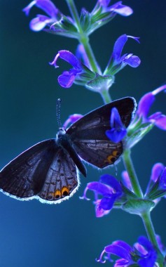 Blue Butterfly Wallpapers Free Blue Butterfly Wallpaper Download Wallpapertip